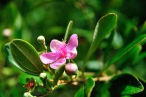 Rhodomyrtus tomentosa